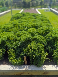 Look at the kale - lush and green.