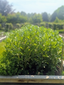 And the fava beans - already knee hight.