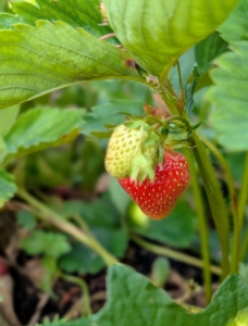 Strawberries are among the easiest berries to grow. They're cold-hardy, adaptable, and can be planted in both garden beds and containers. Do you know why it is called a “strawberry”? One theory is that woodland pickers strung them on pieces of straw to carry them to market. Others believe the surface of the fruit looks embedded with bits of straw. Still others think the name comes from the Old English word meaning “to strew,” because the plant’s runners stray in all directions as if strewn on the ground.