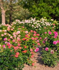 I showed them one of my rose gardens. This is a more formal garden I planted two years ago. It is looking so stunning this year.