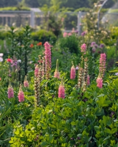 I also walked the group through my perennial flower garden, which is also blooming wonderfully right now. I hope you saw my blog earlier this week.