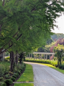 The group proceeded up the carriage road past my long and winding pergola and this stand of stately bald cypress trees. I told the group most of the trees they see during the tour are ones I planted since moving to the farm.