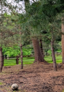 This space under the shade of some tall white pines was perfect, but a proper paddock needed to be created.