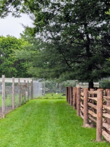 My five donkeys get turned out into a paddock every day, so it is important to ensure they are all in good condition. This new enclosure is near my chicken coops and a flower cutting garden.