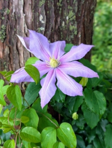 Across the carriage road from my pergola, I also have some clematis vines planted at the base of several bald cypress trees. On these trees, we used twine to secure the climbing vines.