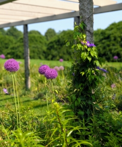 Each pair of posts under the pergola supports the same variety. Known as the “Queen of the Climbers," Clematis plants will train onto posts, trellises, and fences, or arch gracefully over doorways. Right now, the pergola is also showing off tall alliums.