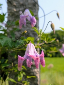 Here is a similar variety in pinkish purple.
