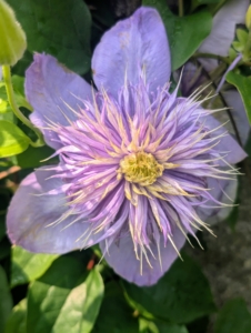 Once established, clematis should be watered about an inch or so weekly, and more deeply during dry spells.