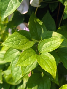 Clematis leaves grow in pairs along the stems. The clematis leaf shapes vary with different varieties, but knowing how they grow can help differentiate them from other vines.