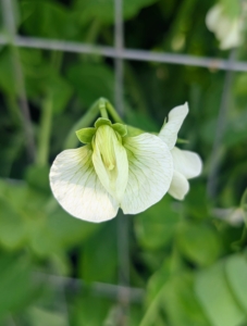 Pea plants produce beautiful flowers that range from white to purple.