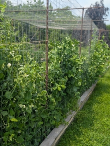 And here is the long center bed where I grow lots of peas – one section for shelling peas, which need to be removed from their pods before eating, and another for edible pods, which can be eaten whole, such as our snap peas.