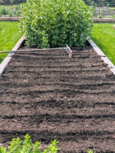 On this day, my gardeners planted a crop of edamame or young soybeans. They are known for being nutrient-rich, gluten-free, and low in calories, making them a healthy addition to a meal or appetizer eaten alone. The term "edamame" translates to "beans on a branch" in Japanese.