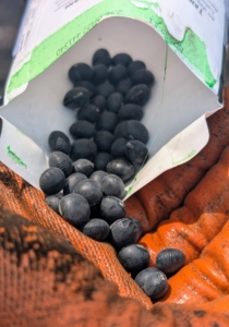 Edamame seeds are pretty large - easy to see and plant in the garden bed.