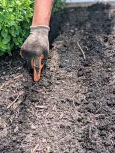 The seeds should be planted about an inch deep and four inches apart in rows that are spaced about 15-inches from each other.