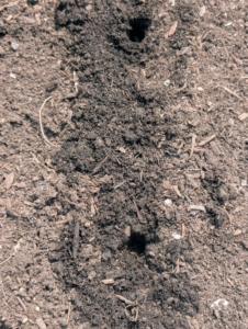 Once the seeds are pushed into the soil, the rows are raked, marked and watered. The growing time for edamame is about 95 days.