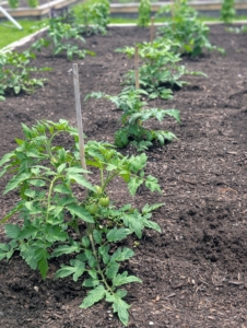 It’s easy to spot where the tomatoes are growing by all the bamboo stakes. If you’ve ever grown a vining plant, you know how important it is to provide strong structures to which the vines can cling and climb. I stake my tomatoes in stages, using taller, stronger supports as the plants develop.