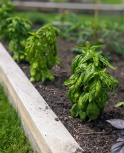 This is a bed of basil – both green and purple are planted here. Basil is a culinary herb of the family Lamiaceae. Basil is native to tropical regions from central Africa to Southeast Asia. It is a tender plant, and is used in many cuisines. Since basil grows in tropical climates, it grows well in hot weather.