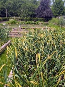My garlic bed is also looking good. I planted the garlic last November. Do you know… Americans consume about two to three pounds of garlic per year? And consumption continues to increase because of the many flavors and health benefits.