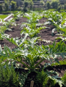 These are the leaves of my artichokes. Globe artichokes, Cynara scolymus, are popular in both Europe and the United States. Artichokes are actually the flower buds, which will emerge from the center of the plants.
