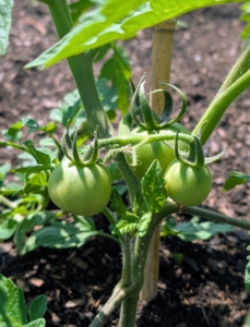 I always grow an abundance of tomatoes to share and to make all the delicious tomato sauce I enjoy through the year. It’s a good idea to grow a range of varieties, including at least one or two disease-resistant types.