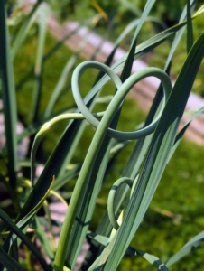 Right now, there are many scapes. Garlic scapes are the flower buds of the garlic plants. They’re ready about a month before the actual garlic bulbs. Scapes are delicious and can be used just like garlic. Scapes can be cut when the center stalks are completely formed and the ends are curled.