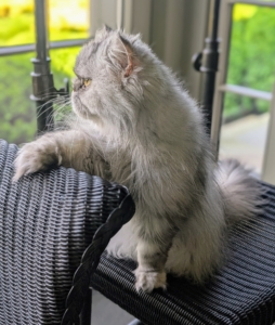 Here is Magnolia looking out of the big floor to ceiling windows of my enclosed porch. I wonder what's caught her attention. Cats have a wider field of vision than humans, but need to be closer to see things in the same detail. Felines have much better night vision than humans too.