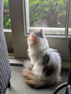 I am sure all these cats will love living here at Cantitoe Corners. And don't worry my two stable cats, Cinco and Mayo, as well as Blackie in my greenhouse, are all doing well too.