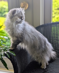 Magnolia is quite curious – roaming from room to room, upstairs and downstairs keeping an eye on everything that goes on.