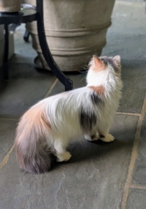 She is a dilute calico Persian, meaning her calico coat colors are softer. She is so gorgeous with her long, flowing coat and tail, which must be brushed every day to prevent matting.