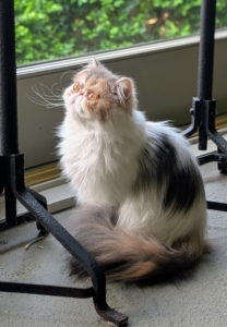 Dahlia is extremely friendly and wants to be wherever the action is.
