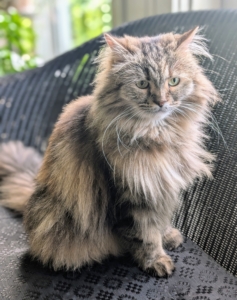 Of the three Persians, Lilium is the largest. Males and females are medium-to-large-sized cats with round, flat faces, known as brachycephalic, and long, flowing coats.