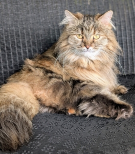 When I received the text and photos about another pretty Persian at Rock 'N Rescue, I knew I wanted to meet her right away. This is Lilium.