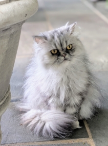 And as serious as she looks, Persians are known for being laid-back, charming, and very affectionate.