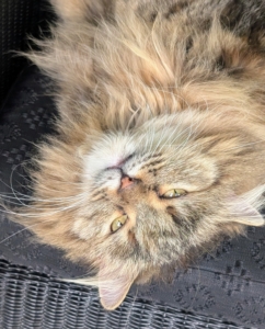 Lilium is not only regal, but playful. Here she is rolling on her back for belly rubs.