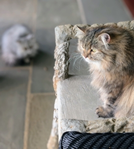 Here is Lilium being "watched" by Magnolia, who was the first of these three to come live with me. She also came from Rock 'N Rescue.