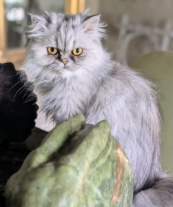 Magnolia is a lovely silver shaded Persian with beautiful golden-copper eyes and a friendly disposition.