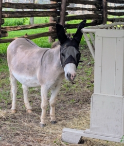 Here's Truman "TJ" Junior testing his manger. I think he enjoys eating under the shade of the tall pines.