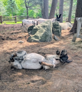 ... or roll, as donkeys love to do.