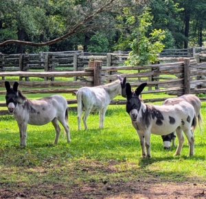 And then on a warm day, the donkeys are brought in to see their new yard - lots of shade as well as room to roam.