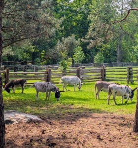 Here in the Northeast, summers can be very hot and humid. Donkeys are able to regulate their body temperatures and do have sweat glands all over their bodies, but they also seek shelter during extreme heat. I decided it would be more comfortable for them if they were turned out in a shadier area during the day.