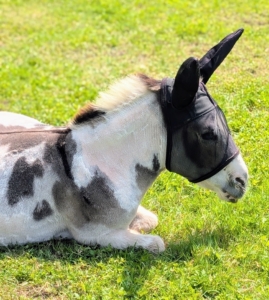 Jude "JJ" Junior is also happy resting in the grass nearby. This area will definitely provide more comfort for my donkeys when it is hot and humid.