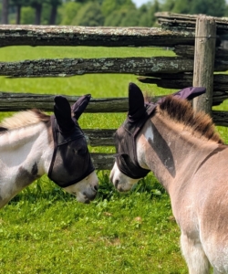 It's important to me that my donkeys and other equines are as happy as can be. I am sure these five will enjoy the change in surroundings.
