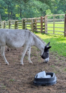 Next to Clive is a bowl of salt blocks. Salt blocks provide essential minerals, but they are also important for donkeys in hot weather. They help them stay hydrated and encourage them to drink water.