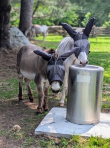 ... and the next stop is the waterer - always filled with fresh running water.