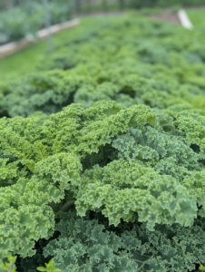 Kale always grow so well here. Kale is a group of vegetable cultivars within the plant species Brassica oleracea. They have purple or green leaves, in which the central leaves do not form a head.