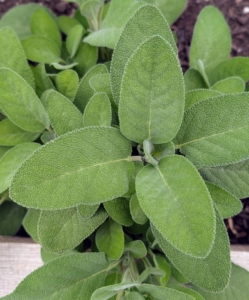 At the edge of all the beds, I planted herbs. This is sage. Sage is an aromatic herb of the mint family, cultivated for its pungent edible leaves. It is native to the Mediterranean and is often used fresh or dried as a flavoring in various dishes.