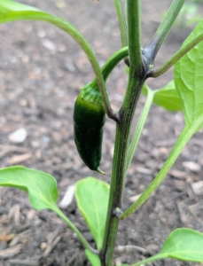 This week, we're starting to see some of the first jalapeño peppers growing.