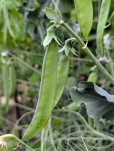 The peas are best grown on supports to keep them off the ground and away from pests and diseases.