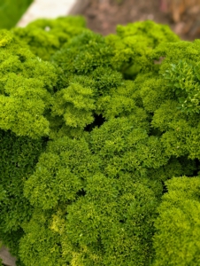 This is curly parsley. This comes from the same family, but curly parsley leaves are thicker and ruffled. Some also say its flavor is a bit stronger in curly parsley than in the flat-leaf varieties.