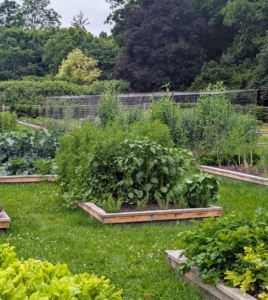 What a difference a couple of months make. This garden is looking great. It is close to my Winter House, so I am able to walk through every day and see all the crops planted over the weeks.